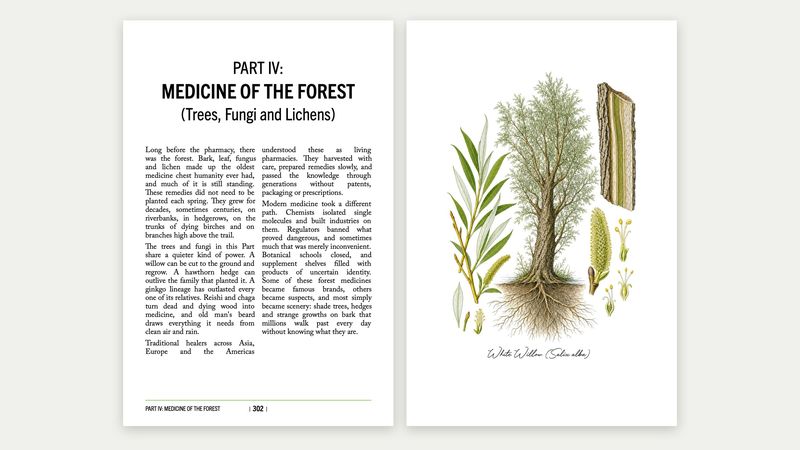 Volume II spread: Part IV opener, Medicine of the Forest, facing the white willow botanical plate