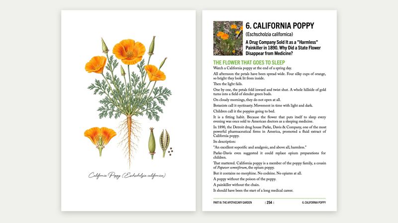 Volume II spread: California poppy botanical plate facing the chapter opening, The Flower That Goes to Sleep