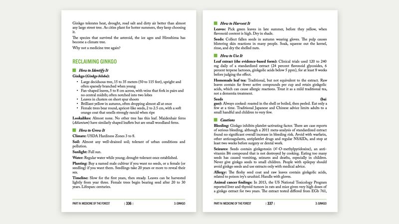 Volume II spread: Reclaiming Ginkgo, with how to identify, grow, harvest and use it, and a list of cautions
